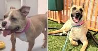 Clark County declines necropsies in case of two dogs found dead after adoption