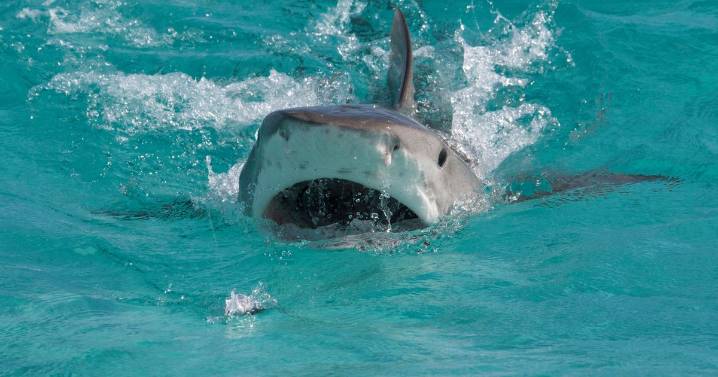 Health update on man attacked by shark TWICE before driving himself to hospital