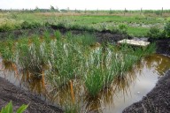 Al arroz español le ha salido competencia en el país más inesperado de Europa: Inglaterra