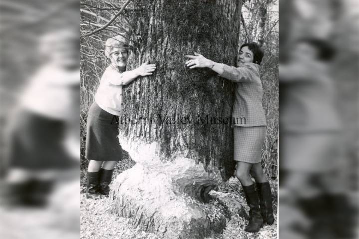 A LOOK BACK: Tree hugging