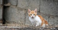 Vecinos denunciaron que un grupo de personas en situación de calle se comieron sus gatos