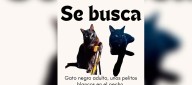 Ayúdanos a encontrar a 'Sombra’, un gato negro perdido en el barrio La Concepción