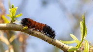 What To Do If Woolly Bear Caterpillars Are Wreaking Havoc In Your Garden