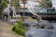 You might be surprised by how many fossils are from the La Brea Tar Pits
