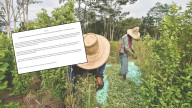 La polémica directriz del Gobierno que permitió adjudicar tierras con coca en el Catatumbo y quedó sin piso jurídico