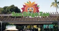 Charging gorilla named Denny breaks glass barrier at San Diego Zoo enclosure