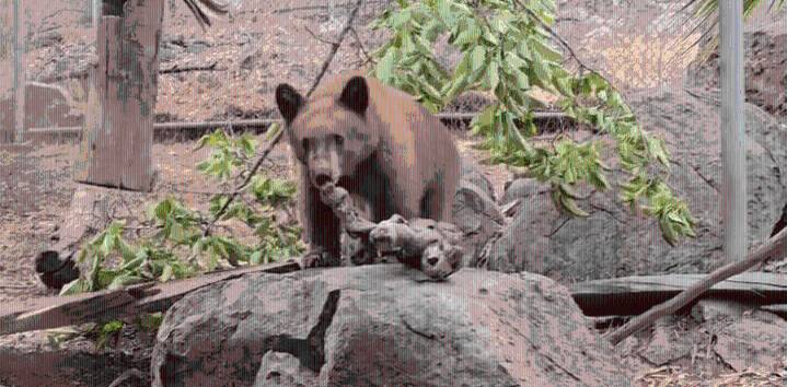 San Diego Humane Society asks for special request for bears