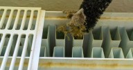 Radiators will heat up quicker if you clean with 1 bedroom item