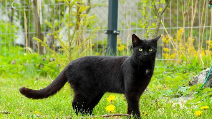Las protectoras limitan la adopción de gatos negros para evitar sacrificios relacionados con Halloween