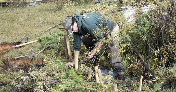 Dam straight: Big Hole watershed project aims to lure back beavers with flattery