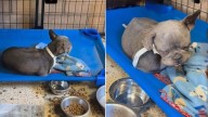 California Rescuer Adopts Shelter's Most Overlooked Dog, Her 10