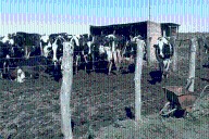 Robaron 43 vaquillas de campo entrerriano