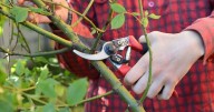 Monty Don says gardeners must 'hard prune' one plant this month or risk winter damage