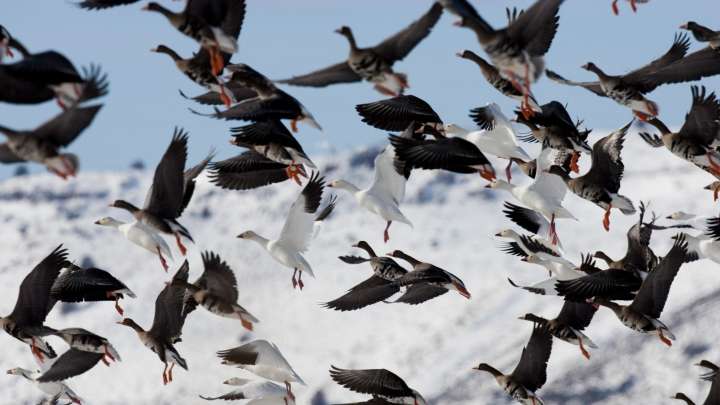 Icarus programme – the ‘internet of animals’