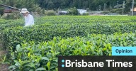 Matcha is a hit and I visited a Japanese tea farm to find out why