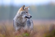 Wolves have returned to Denmark, and not everyone is happy about it