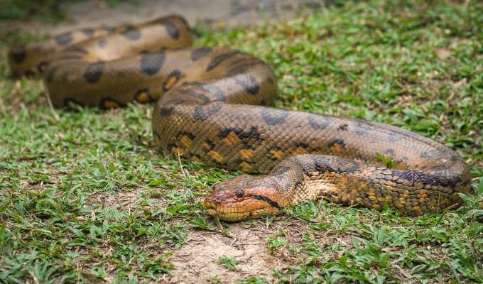 Loreto: comunero muere tras ser atacado por una anaconda en la frontera entre Perú y Ecuador