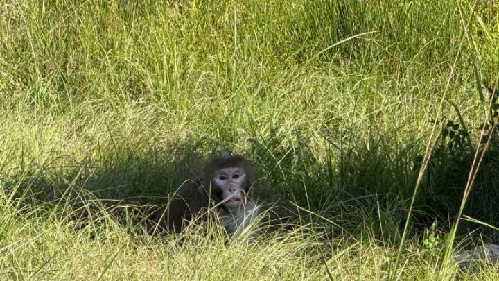 Camión que transportaba monos para investigación científica se vuelca en autopista