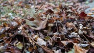 Should I rake or mulch the leaves in my yard?