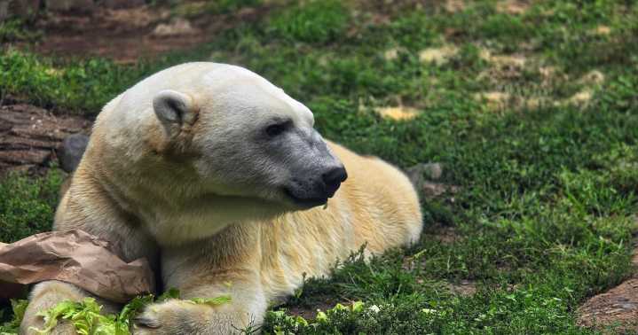Henry Vilas Zoo to welcome male polar bear from Chicago zoo