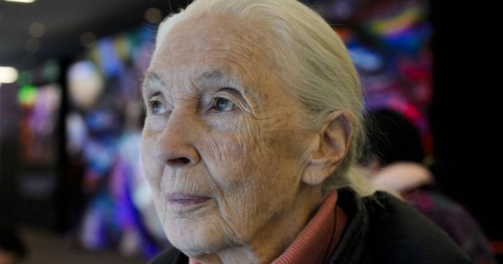 Jane Goodall, conservationist renowned for chimpanzee research and environmental advocacy, has died
