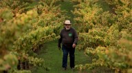 Phil Coturri, father of organic winegrowing in the US steps down after 60 harvests in Sonoma