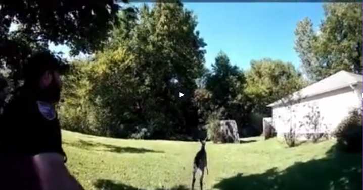 Dyersburg Police deal with "unusual burglary"
