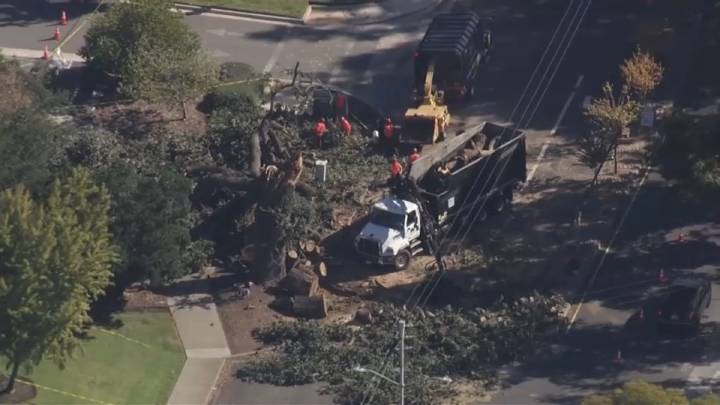 Árbol cae sobre línes eléctrcias en Pleasant Hill – Telemundo Area de la Bahía 48
