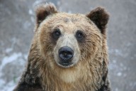Fatal Bear Attacks on the Rise in Japan, with 7 Deaths Recorded This Year