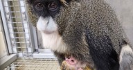 Pueblo Zoo announces recent birth of De Brazza's monkey