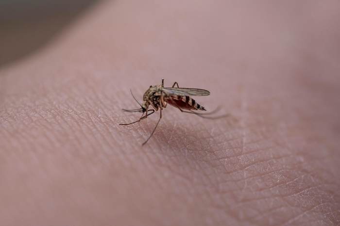 Florida’s most pesky insect found in Iceland for 1st time in history. Here’s why this matters