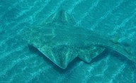 Tiburón "invisible": una especie marina a punto de extinguirse