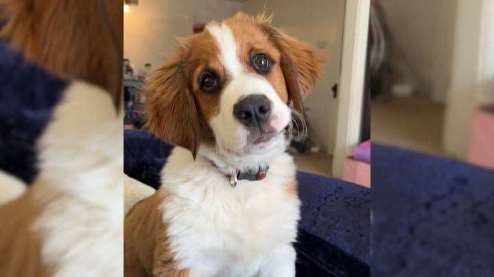 Pennsylvania Woman Told Her Puppy Wouldn't Stay Small, Three Years Later She Sees What They Meant