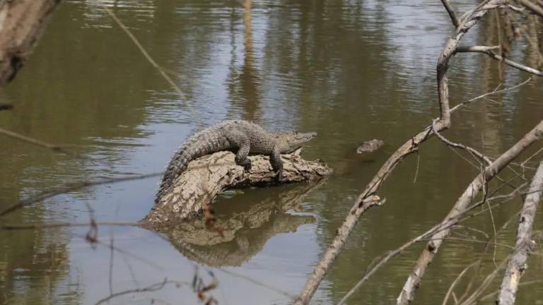 Protección Civil Culiacán ha registrado hasta siete avistamientos de cocodrilos este año