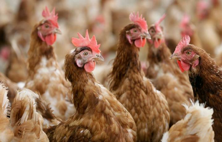 PA officials urge poultry farmers to protect birds from HPAI, remind them of relief funding