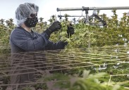 Departure of R.I. cannabis board chair leaves vacancy, questions at key time