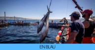 Los pescadores de Tarragona lo dejan claro: "El día que pescas, es para pagar lo que debes"