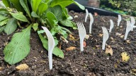What on earth is 'lawn forking' and why are people doing it this October? It makes more sense than you think