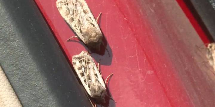 Moth populations on rise across Kansas