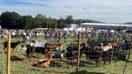 Más de 700 reses de unas 70 ganaderías participan en la feria de San Lucas de Hoznayo