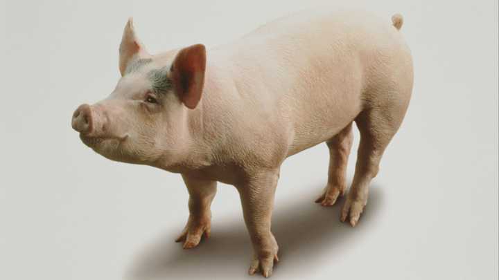 Combinan con éxito riñones humanos en miniatura con otros de cerdos vivos, un hito de la medicina regenerativa