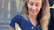Bugs the green sea turtle released