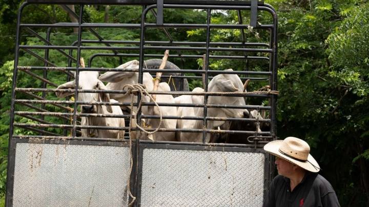 Texas exige reabrir frontera al ganado mexicano ante crisis de precios