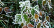 Brrr! Freeze warnings in effect as temperatures drop below freezing