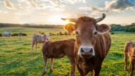 La renta agraria en España alcanza los 36.760 millones de euros, la más alta de la Unión Europea