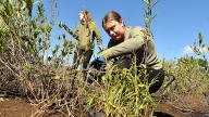 See wetland planting at Carolina Beach State Park