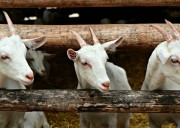 Leche de cabra en Colombia: producción, calidad y retos del sector caprino lechero