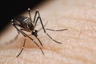 What to know about Chikungunya virus after case in New York