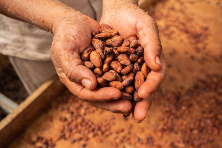 What Happens to Your Body When You Eat Cacao