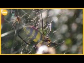 Growing population of these big spiders will make your skin crawl